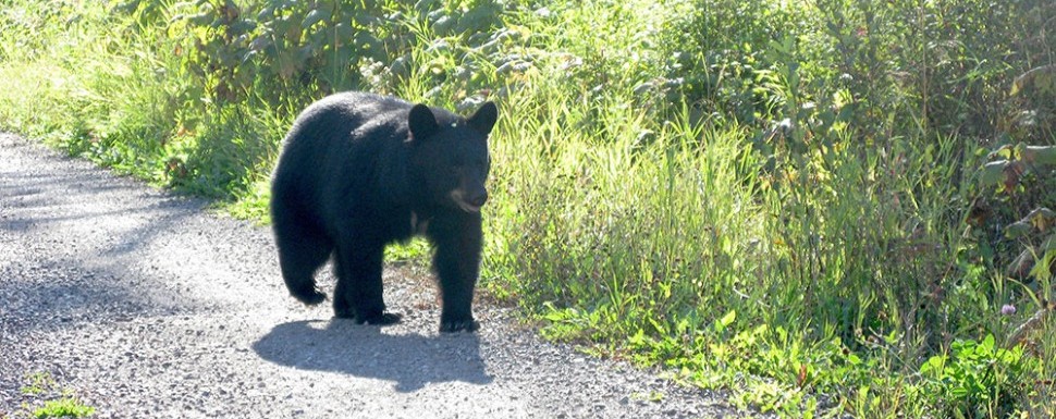 Backyard Bears Backyard Bears