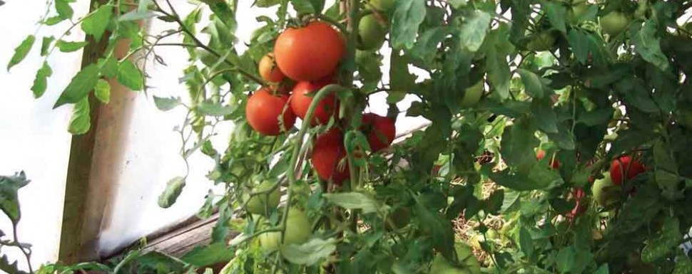 Growing the Northern Tomato