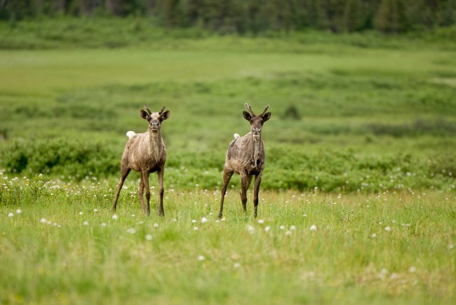 Caribou Conundrum