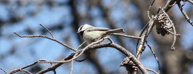 The Cheeky Chickadee