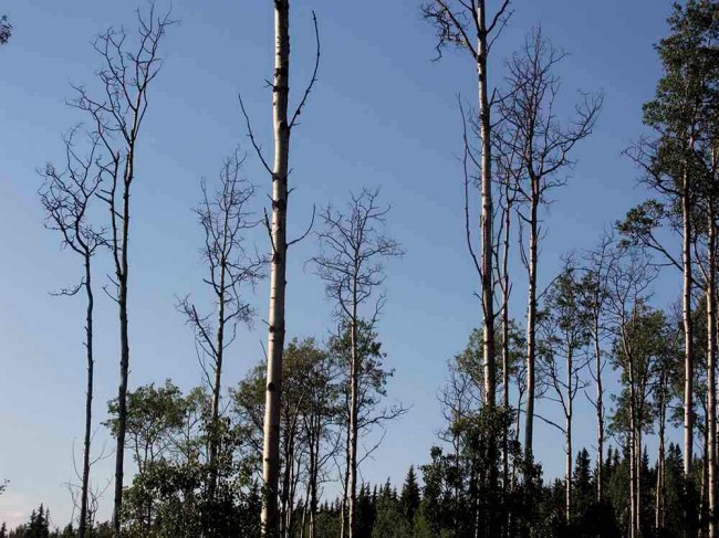 Are We Losing Our Aspens?