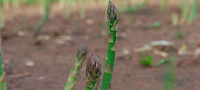 The asparagus exSPEARiment: Once established, this tender perennial is a welcome addition