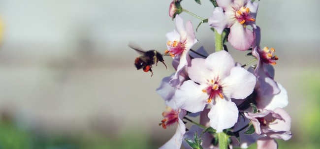 Native pollinators:  The key to garden abundance