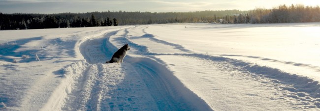 Dogging adventure in the North