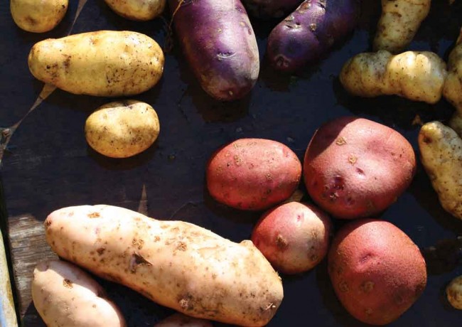 Super Spuds:  Heritage potatoes return to the North