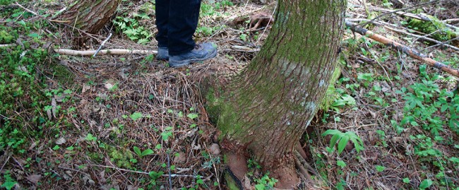 Pistol butts and drunken trees:  What plants can tell you about your land