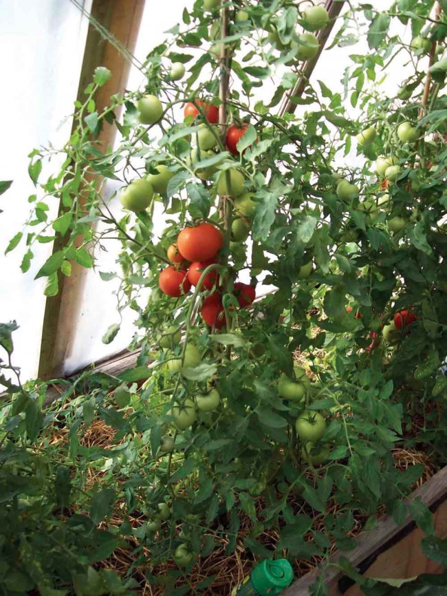 Growing the Northern Tomato