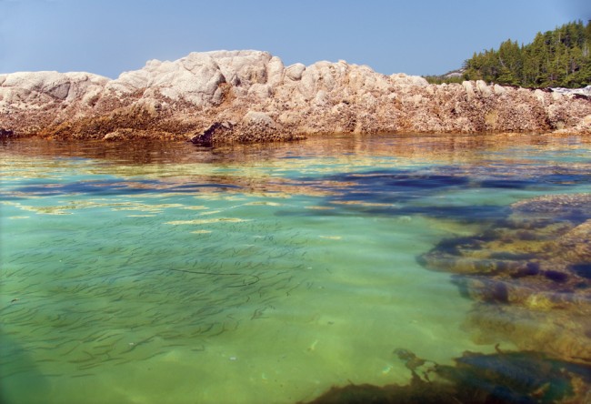 Campania Island:The Beauty of Emptiness