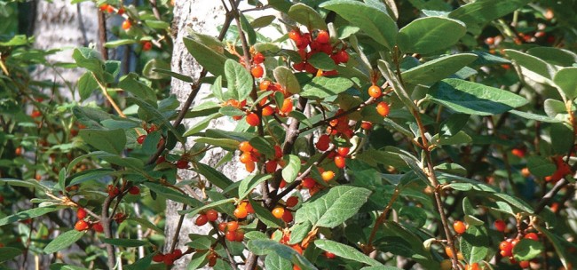 Soapberry’s gift: Hardworking shrub gives more than it takes