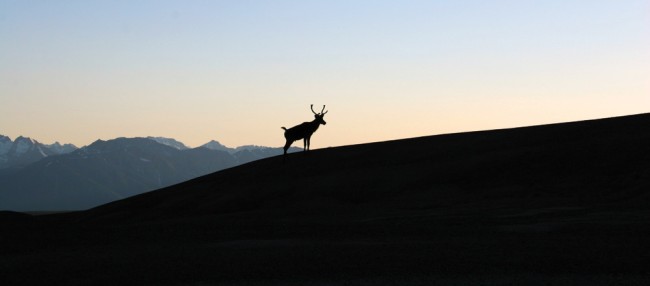 Watching for wildlife: Animal encounters in northern BC