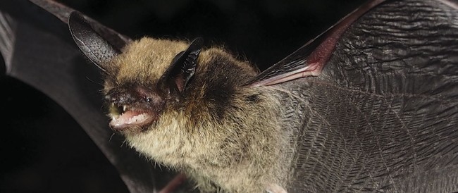 Bats in Winter:  Volunteers help monitor sub-zero flying mammals