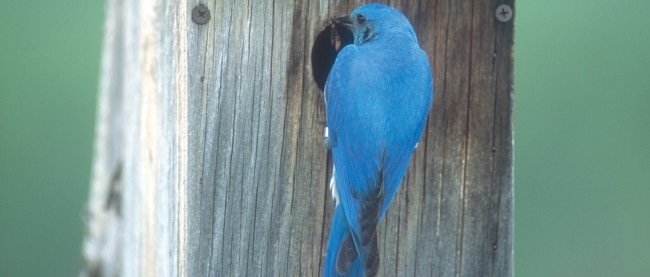 Building a home for bluebirds to roam