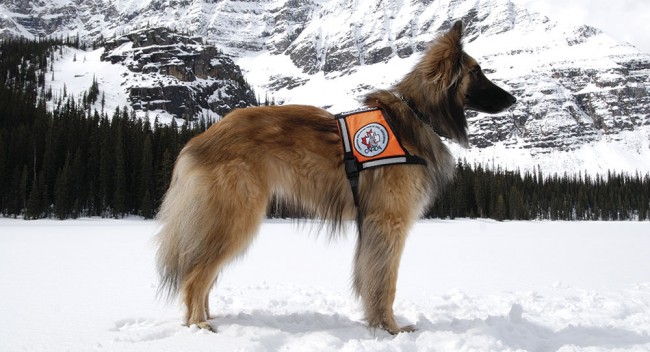 A nose in the snow:  How avalanche dogs are making the  northern backcountry safer