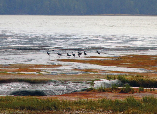 Don’t Mess with the Estuary: Skeena mouth threatened by development near and far