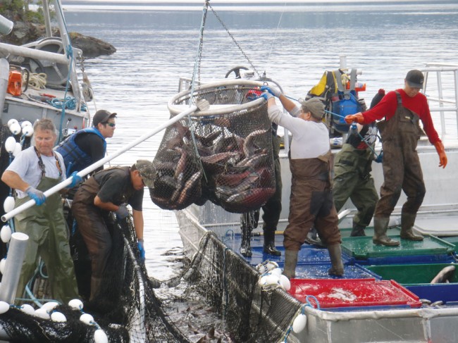 The Salmon Cycle: Keeping Salmon sustainable and close to home