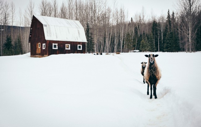 The Barn