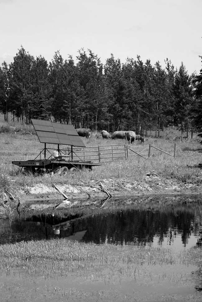 Cows vs. Frogs:  Fort Fraser Ranch promotes amphibian biodiversity