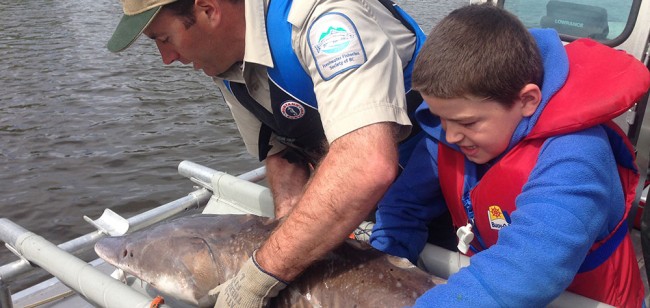 Hope for the Nechako Sturgeon