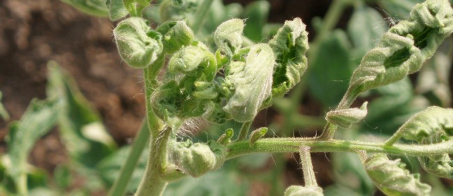 Mean Manure & Killer Compost: Grazon after-effects in the Bulkley Valley