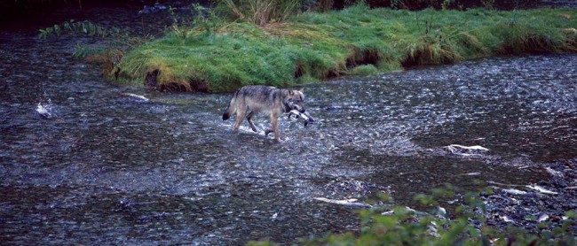 Camping with Wolves on Porcher Island