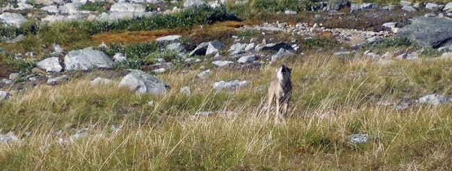 Wolverine Range:  Unexplored  terrain, unparalleled views and untamed canines