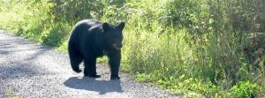 Backyard Bears