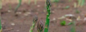 The asparagus exSPEARiment: Once established, this tender perennial is a welcome addition