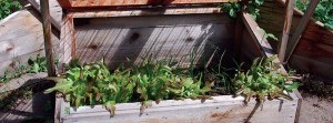 Cold Frames and Hotbeds—Stretching the northern growing season