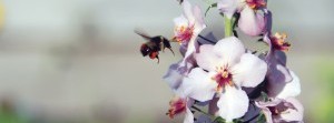 Native pollinators:  The key to garden abundance