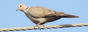Eurasian Collared-Doves