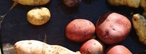 Super Spuds:  Heritage potatoes return to the North