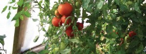 Growing the Northern Tomato