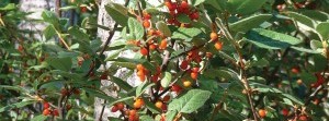 Soapberry’s gift: Hardworking shrub gives more than it takes