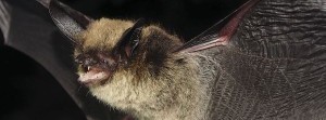 Bats in Winter:  Volunteers help monitor sub-zero flying mammals