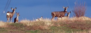 Deer! Oh Dear!  Gardening among large herbivores