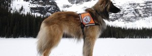 A nose in the snow:  How avalanche dogs are making the  northern backcountry safer