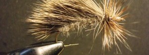 On the Fly: Still-water caddis, anyone?