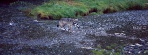 Camping with Wolves on Porcher Island