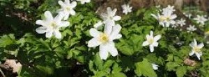 Wood Anemone - Paint Swatch Contest Second Place