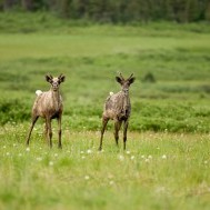 Caribou Conundrum