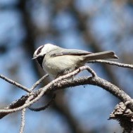 The Cheeky Chickadee