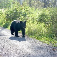 Backyard Bears