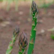 The asparagus exSPEARiment: Once established, this tender perennial is a welcome addition