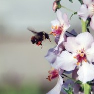 Native pollinators:  The key to garden abundance