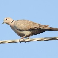 Eurasian Collared-Doves