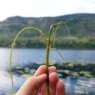 Small Flower, Big Problem