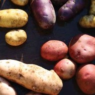 Super Spuds:  Heritage potatoes return to the North