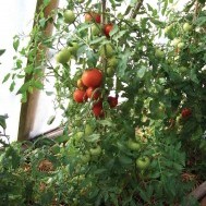 Growing the Northern Tomato