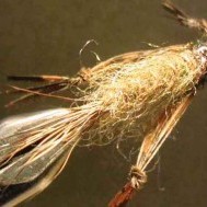 Dragonfly nymph: an insect imitation sure to snag still-water trout