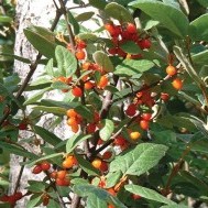 Soapberry’s gift: Hardworking shrub gives more than it takes